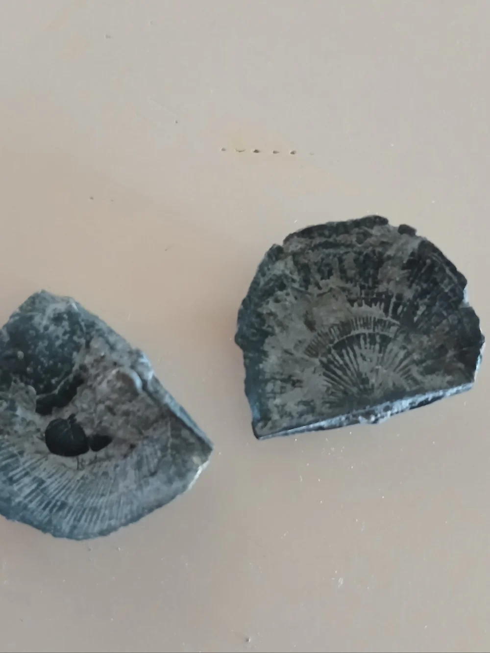 Fossil Collection - Picture 10 of 14